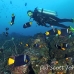 angelfish_king_gor_h_0048_ecu1555.jpg